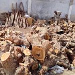 Photos: How Kano Government-Owned Television Station Became a Source of Commercial Firewood