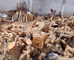 Photos: How Kano Government-Owned Television Station Became a Source of Commercial Firewood