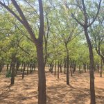 Anti-Desertification Agency Relocates Headquarters to Kano