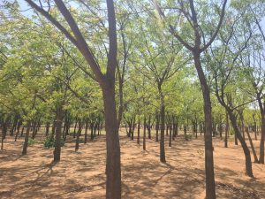 Anti-Desertification Agency Relocates Headquarters to Kano