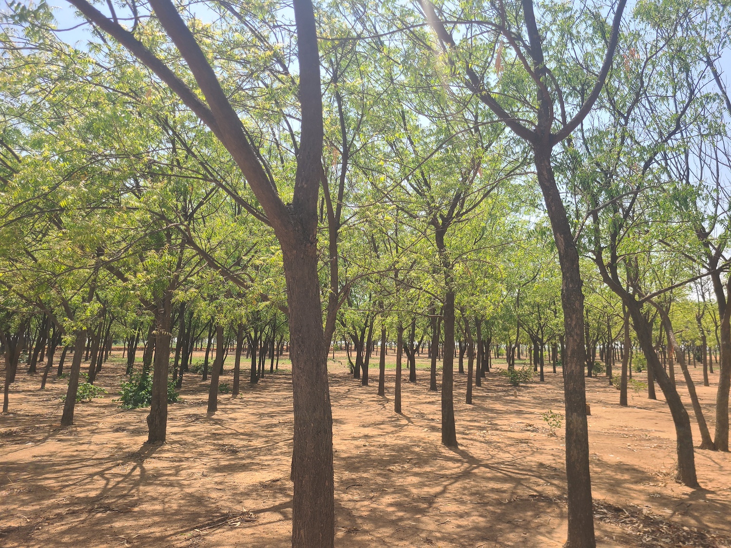 Anti-Desertification Agency Relocates Headquarters to Kano